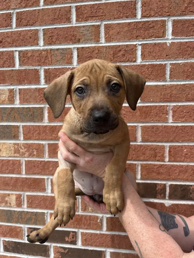 Penelope - Terrier