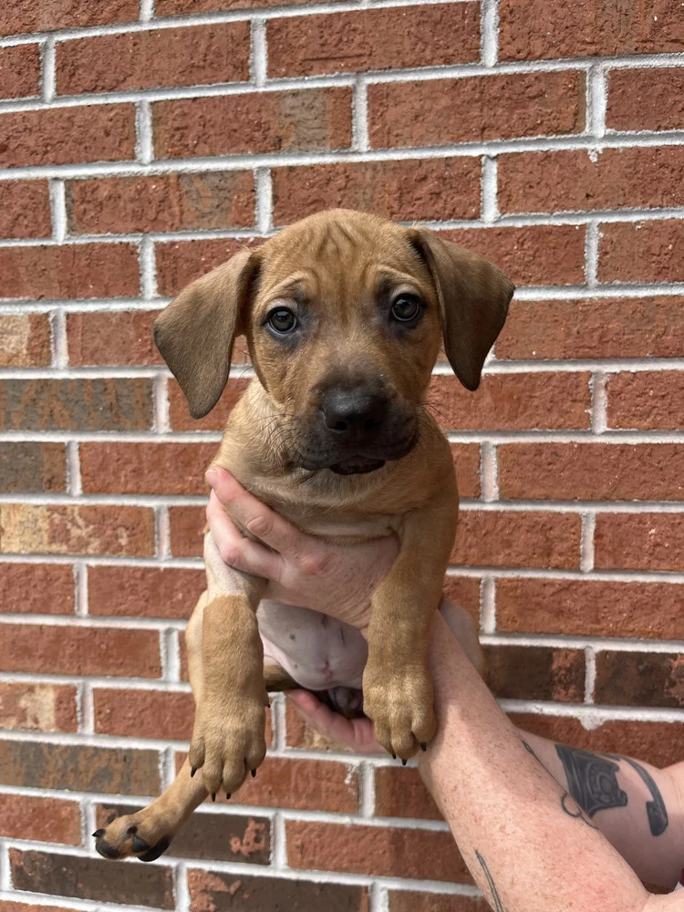 Penelope