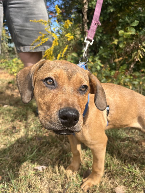 Penelope, Terrier / Mixed