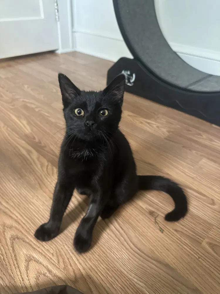 Yazid - Domestic Short Hair