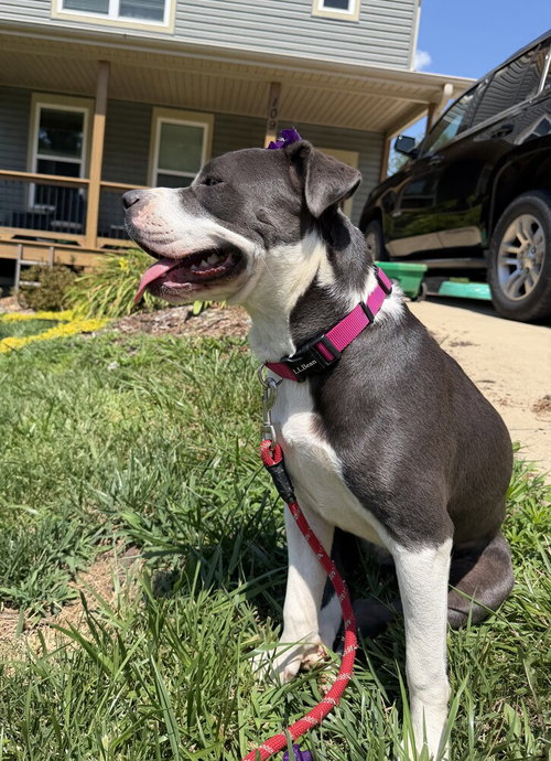 picture of the dog needing adoption