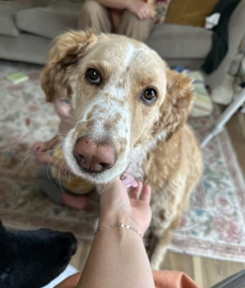 Magnolia (aka Nola)