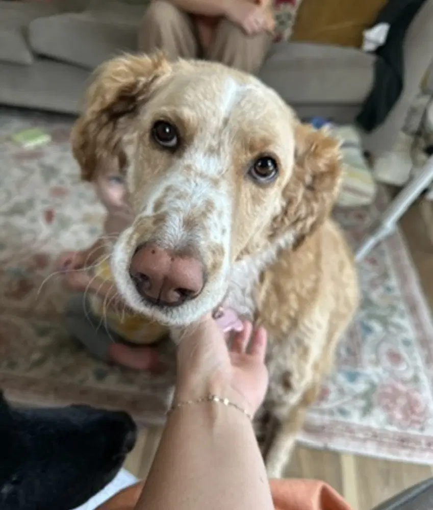 Magnolia Aka Nola - Aussiedoodle