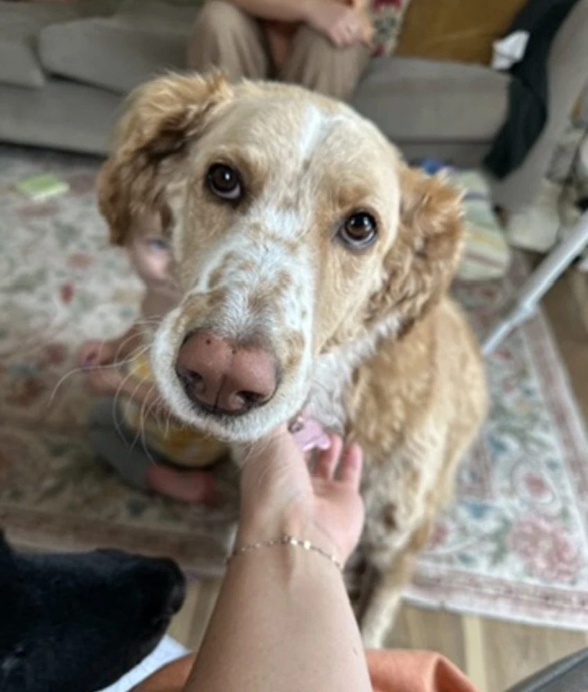 Magnolia Aka Nola