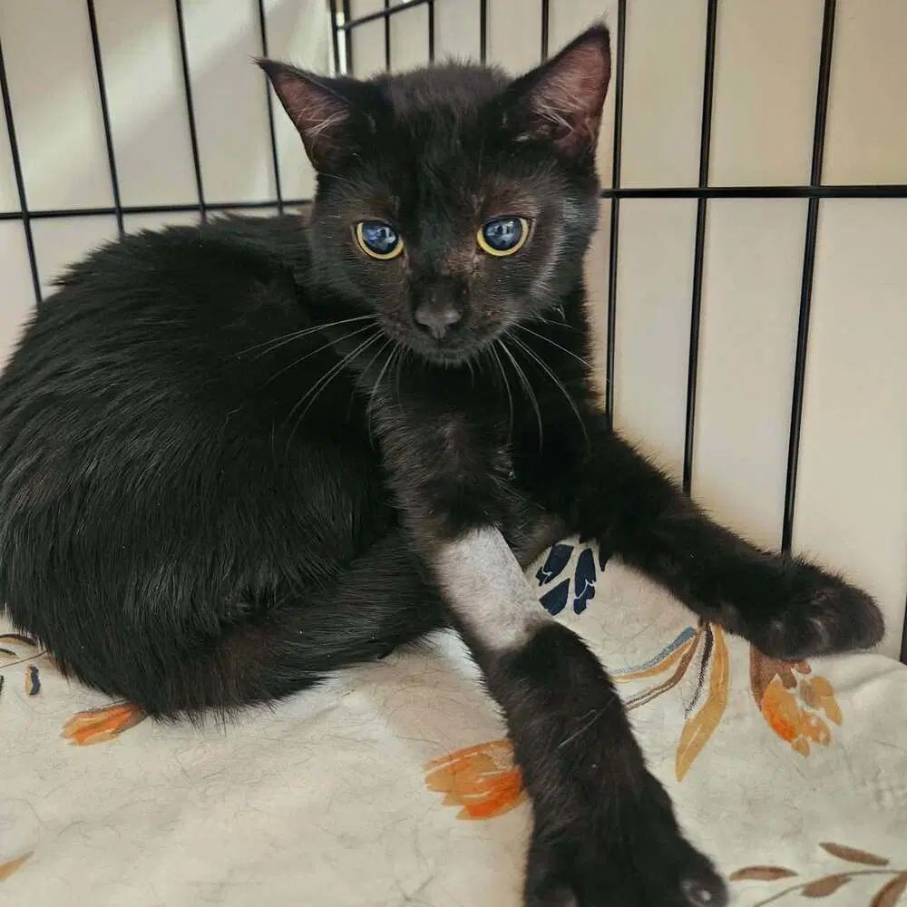 Agave - Domestic Short Hair