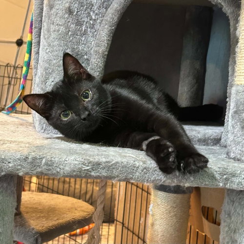 picture of the cat needing adoption
