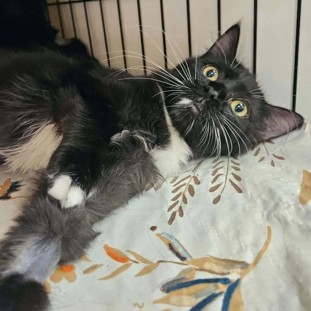 Lemon Vine - Domestic Medium Hair