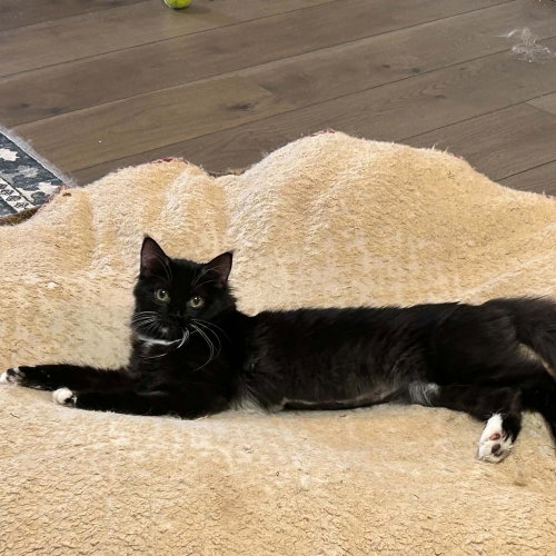 picture of the cat needing adoption