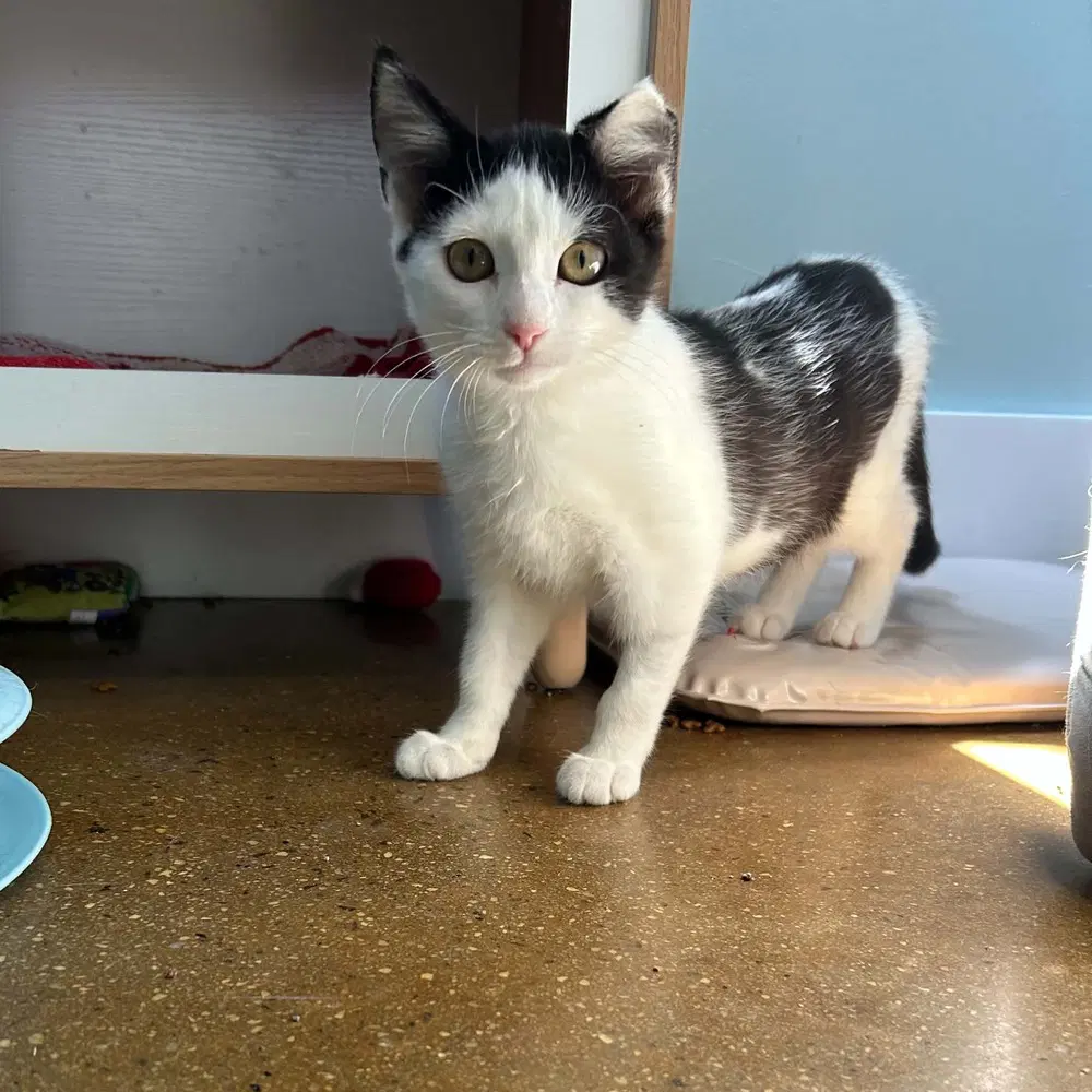 Julia - Domestic Short Hair