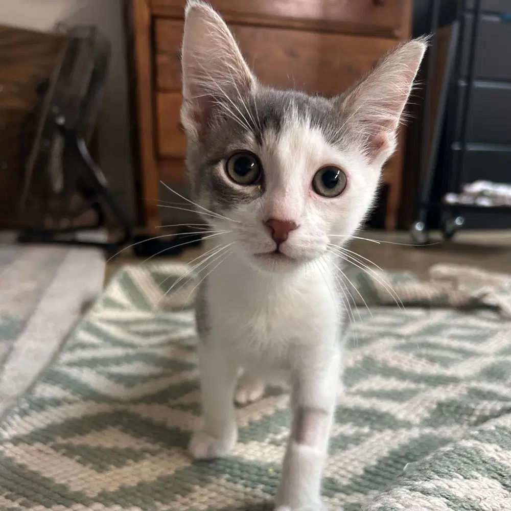 Borrby - Domestic Short Hair