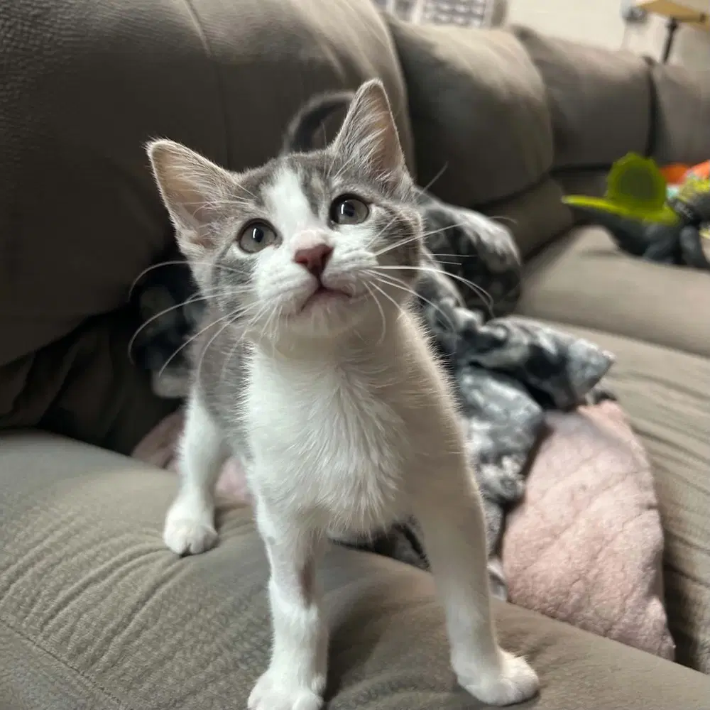 Brumma - Domestic Short Hair