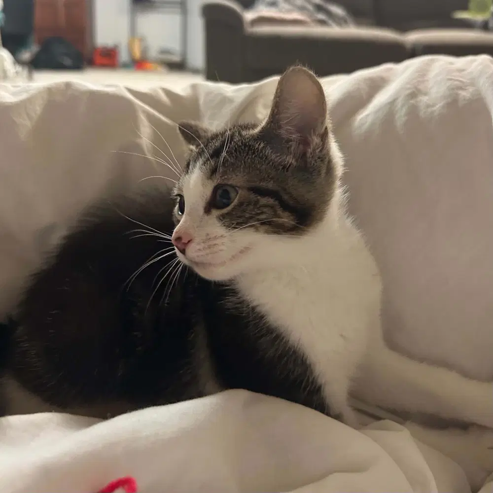 Bibbi - Domestic Short Hair