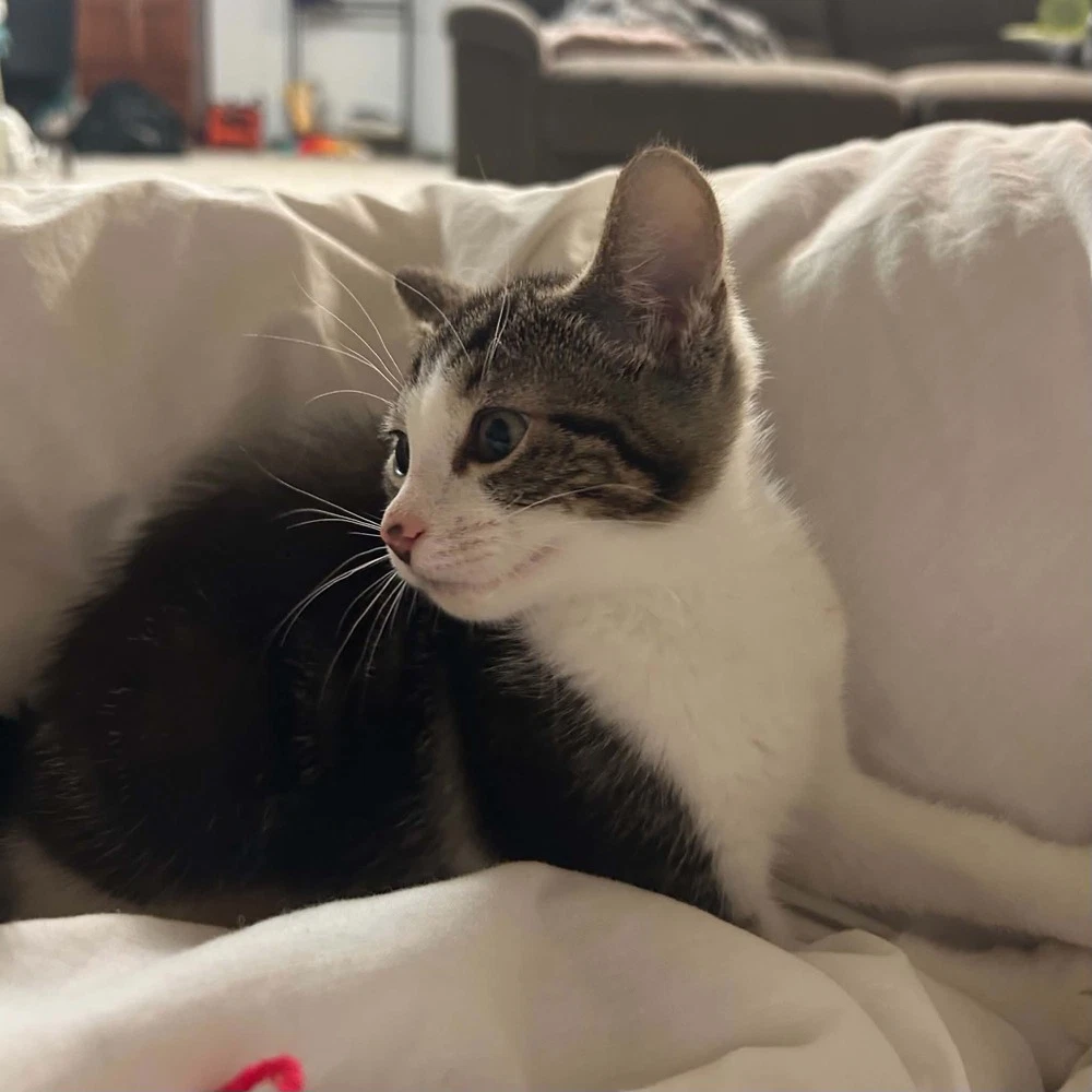 Bibbi