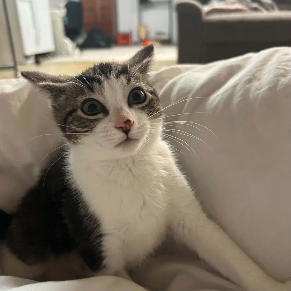 Bibbi image 2