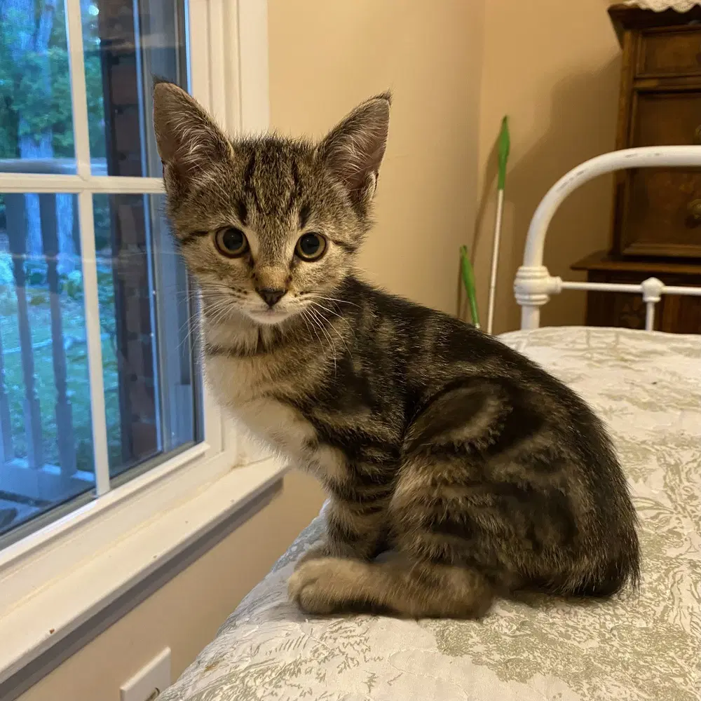 Malm - Domestic Short Hair