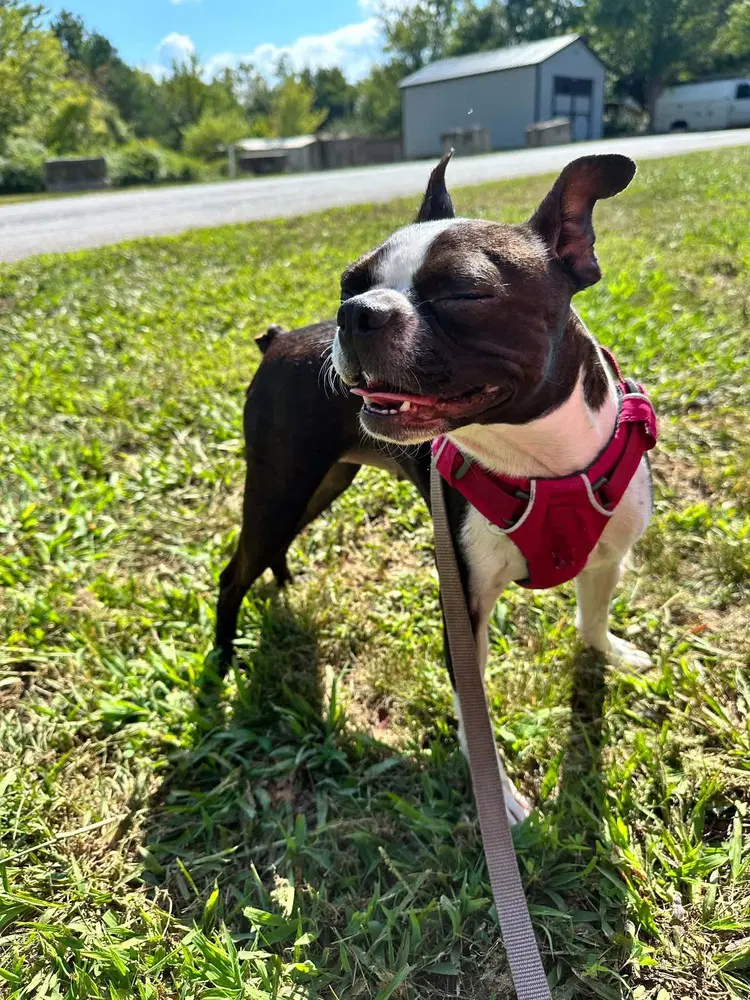 Abi - Boston Terrier
