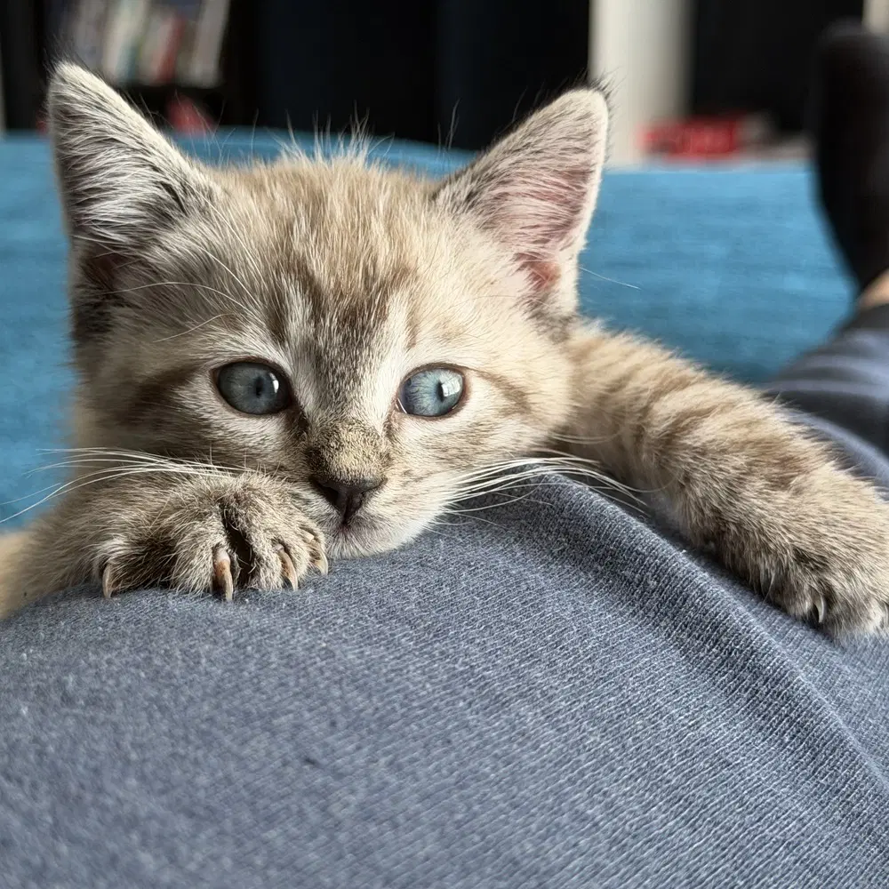 Sirikit - Siamese
