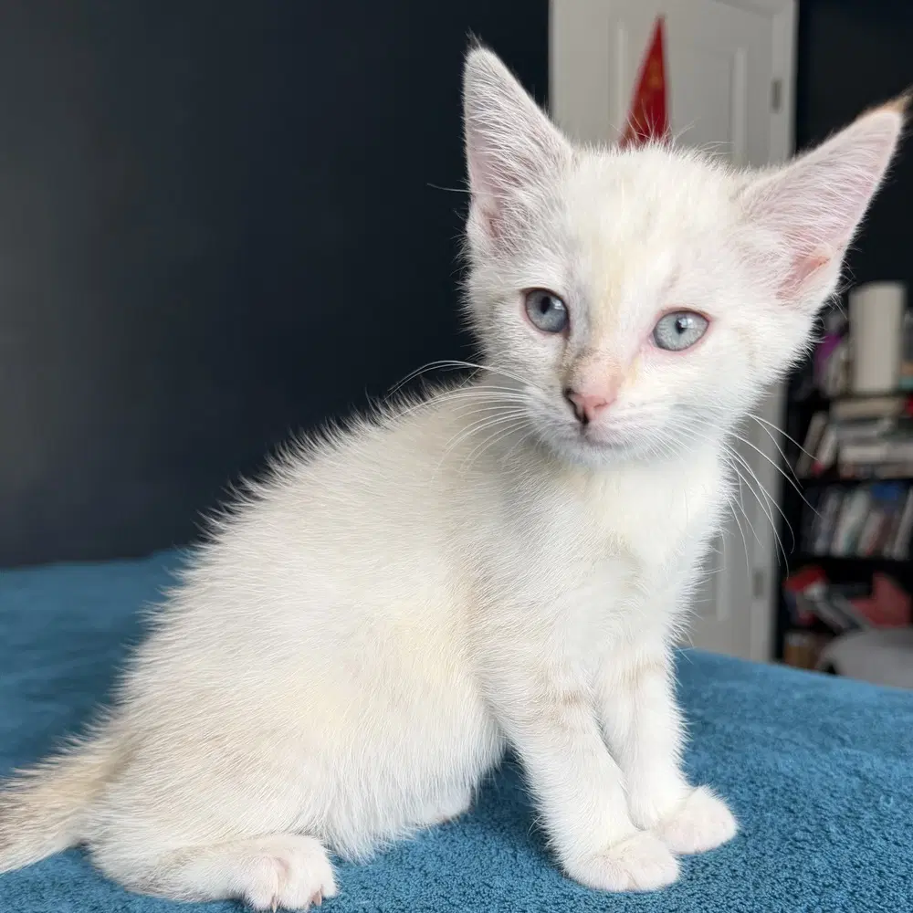 Niran - Siamese