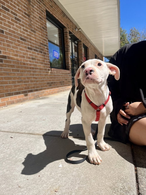 Joshua Tree, a dog for adoption from Mountain Pet Rescue Asheville