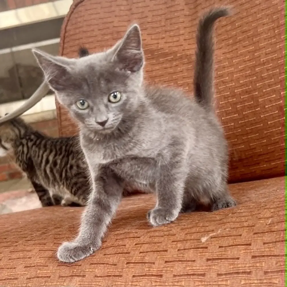Whopper - Domestic Short Hair