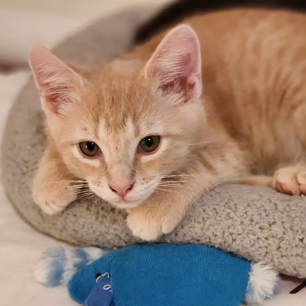 Obie - Domestic Short Hair