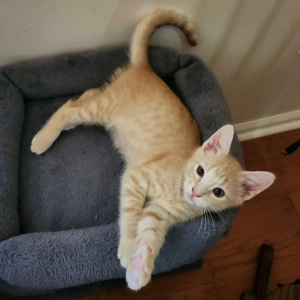 Obie image 2