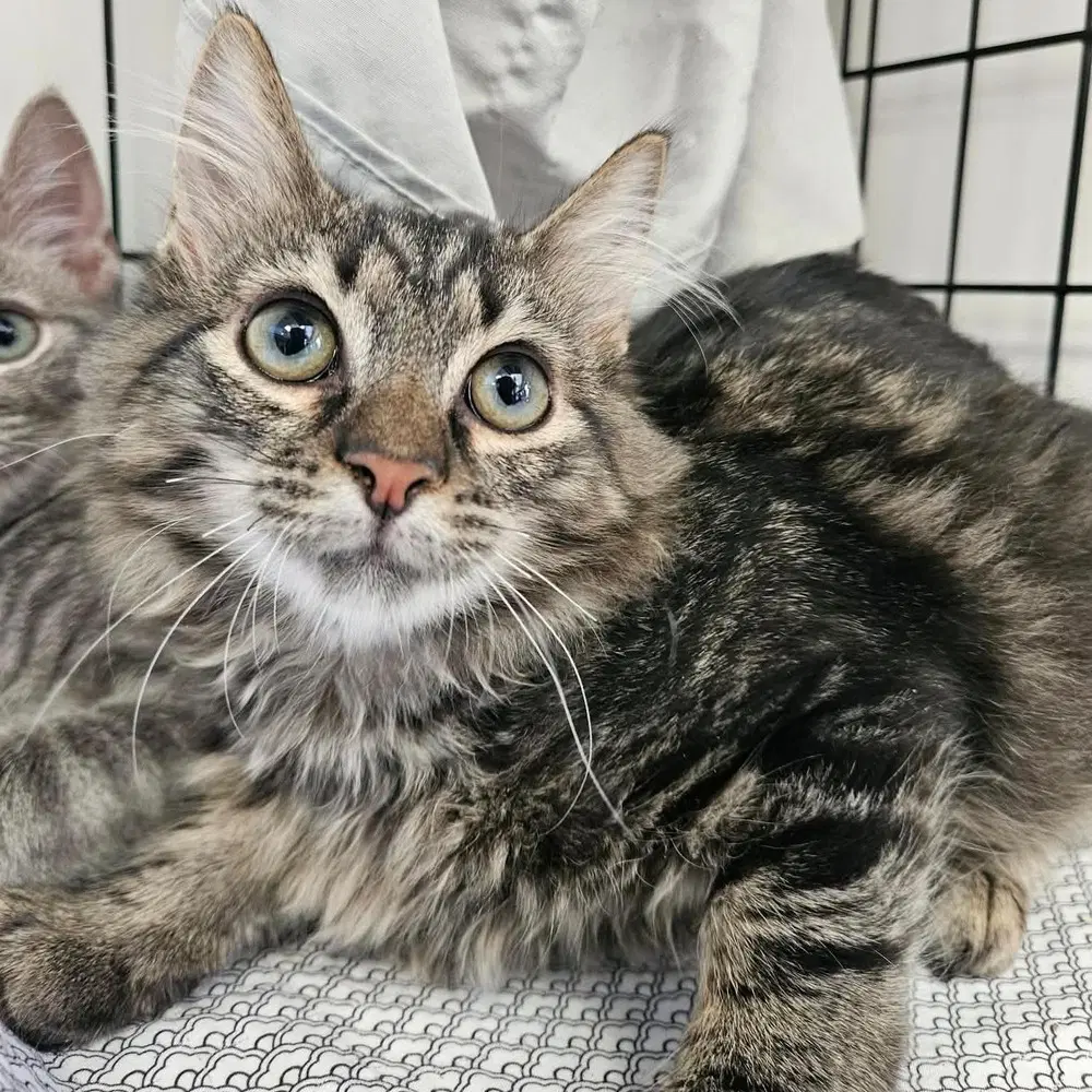 Verdi - Domestic Medium Hair