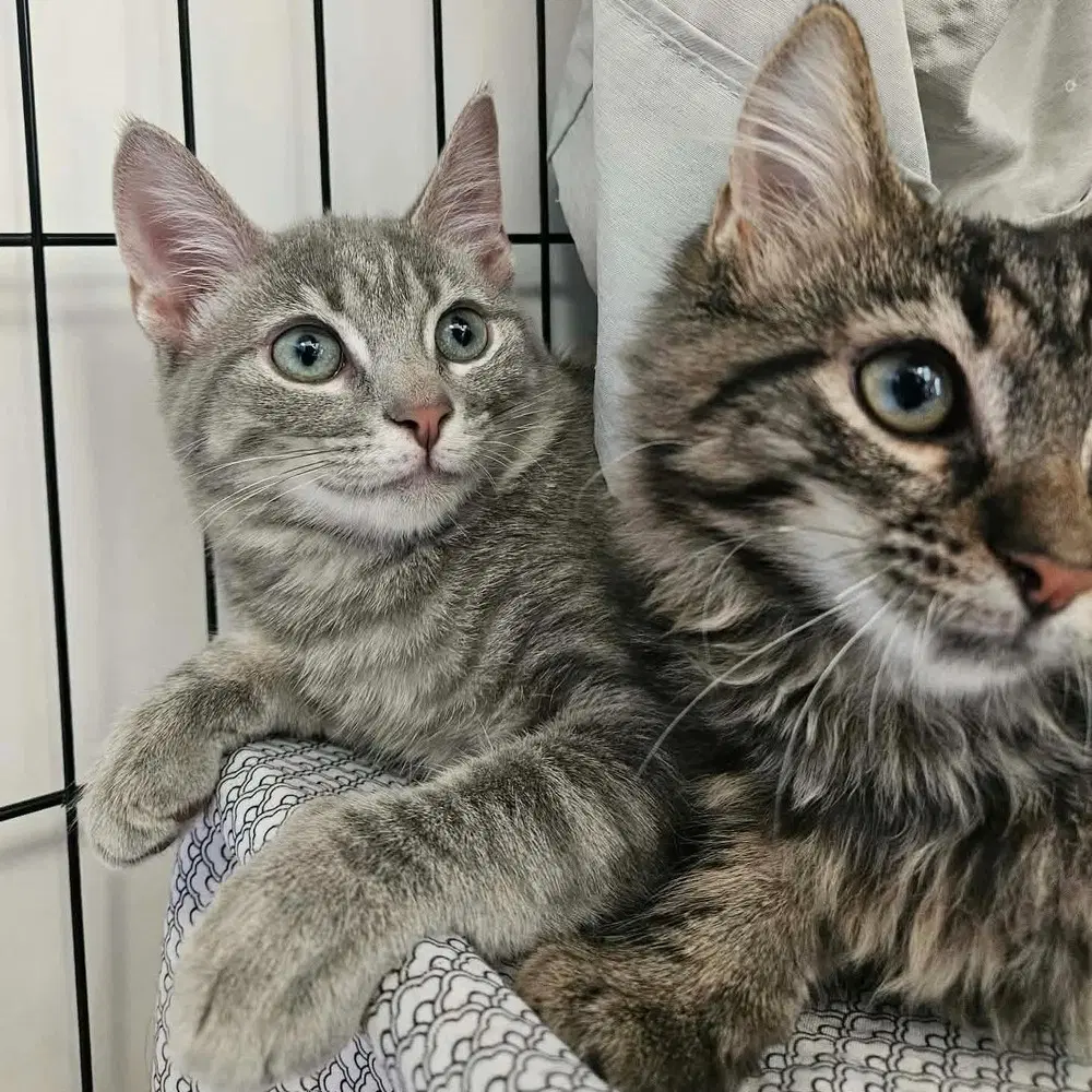 Nyman - Domestic Short Hair