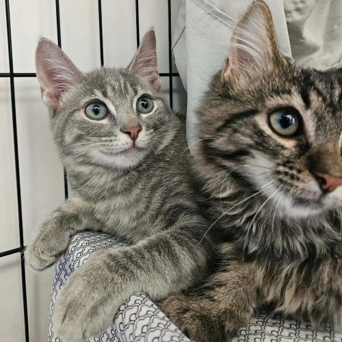 Nyman, a cat for adoption from Mountain Pet Rescue Asheville