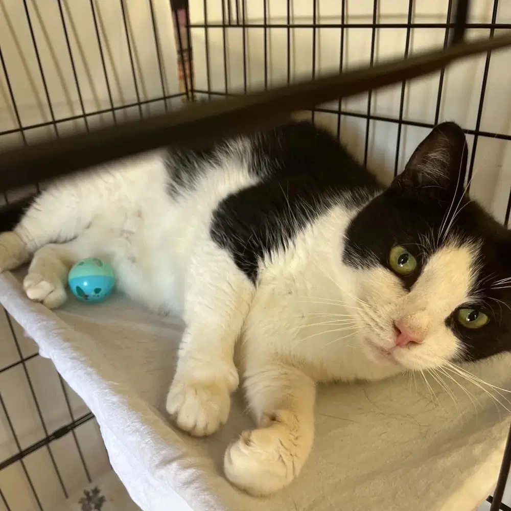 Pillie - Domestic Short Hair