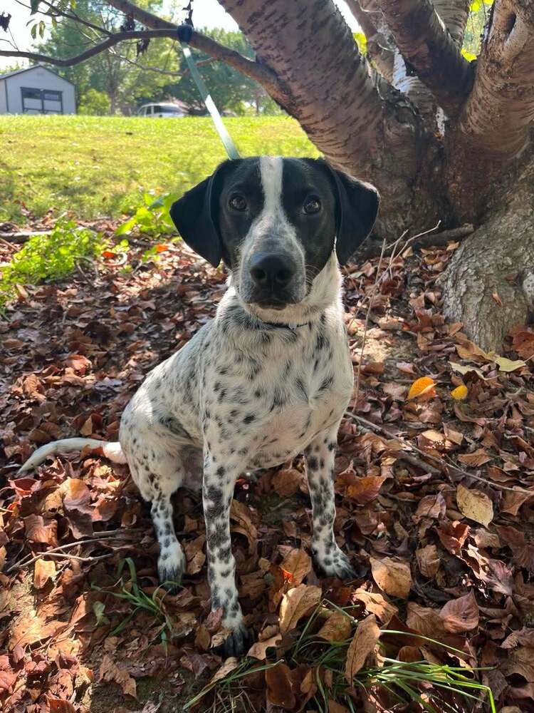 Axel - Terrier