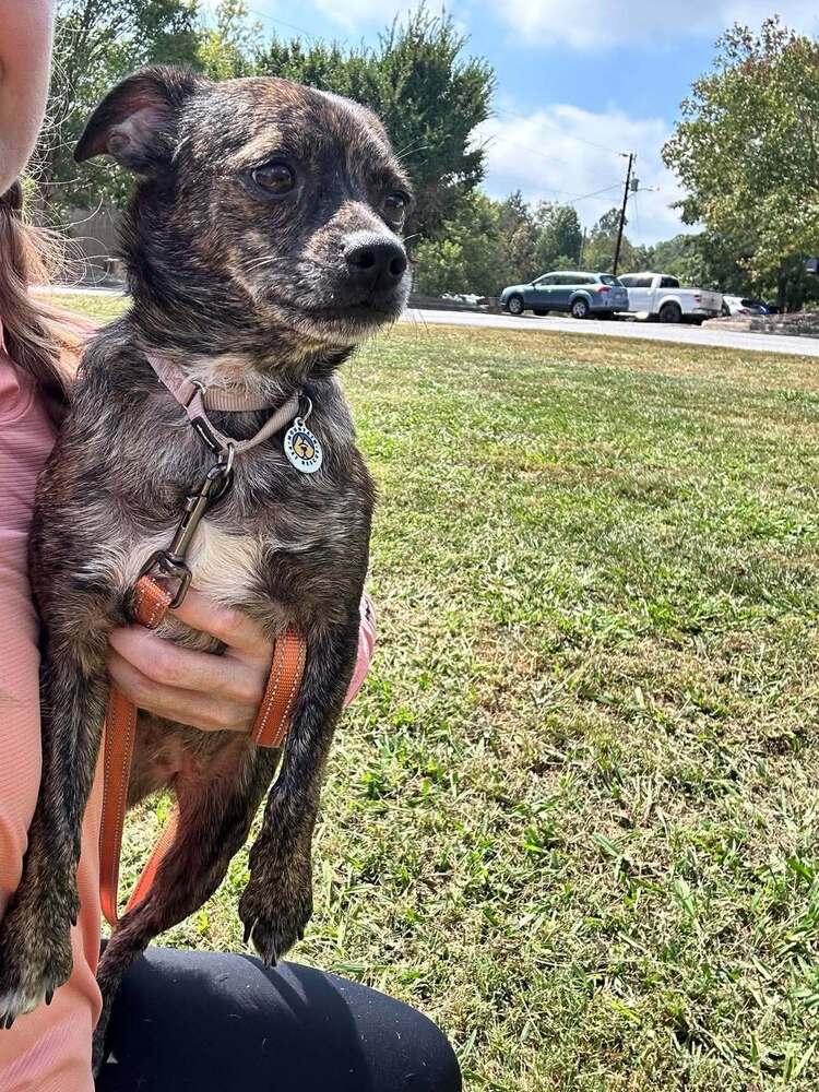 Annie - Terrier