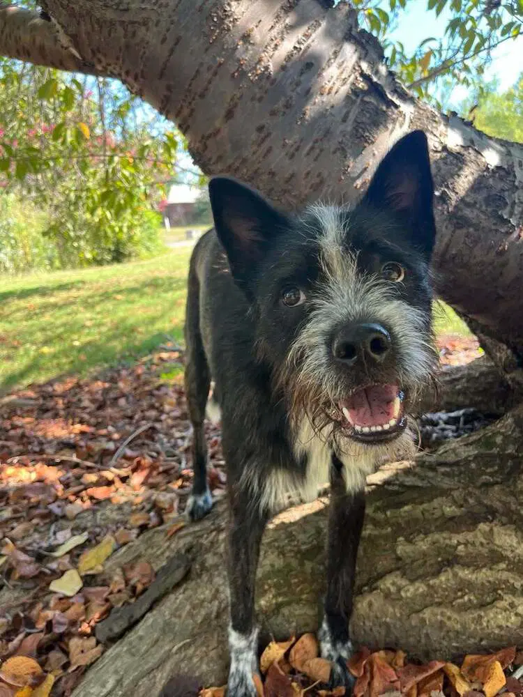 Pedro - Terrier