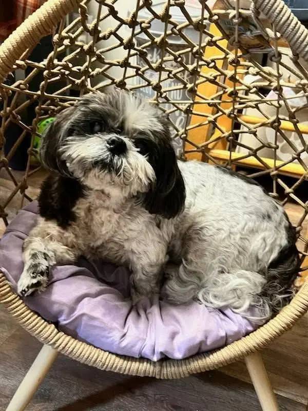 Maggie - Shih Tzu