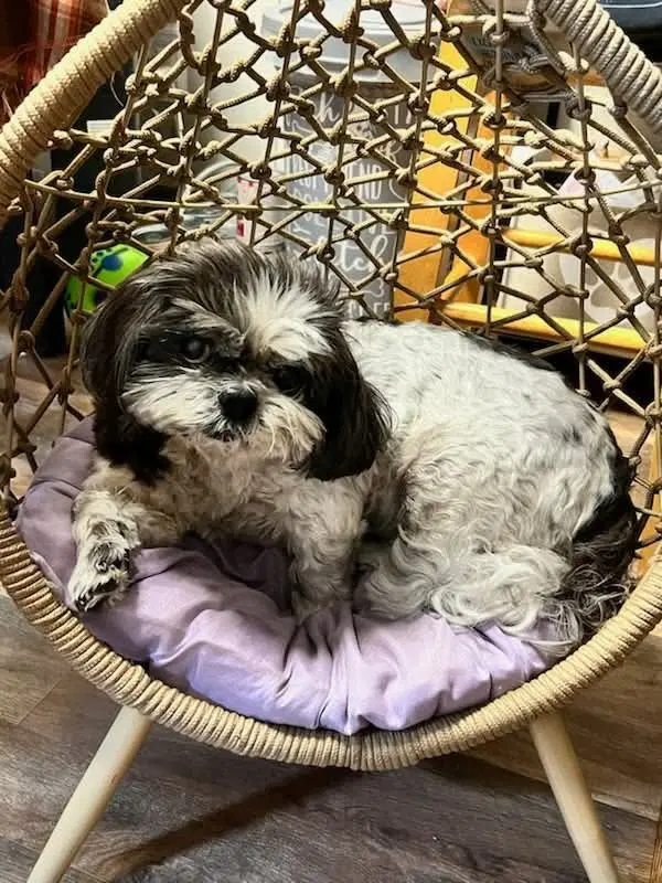 Maggie image 2