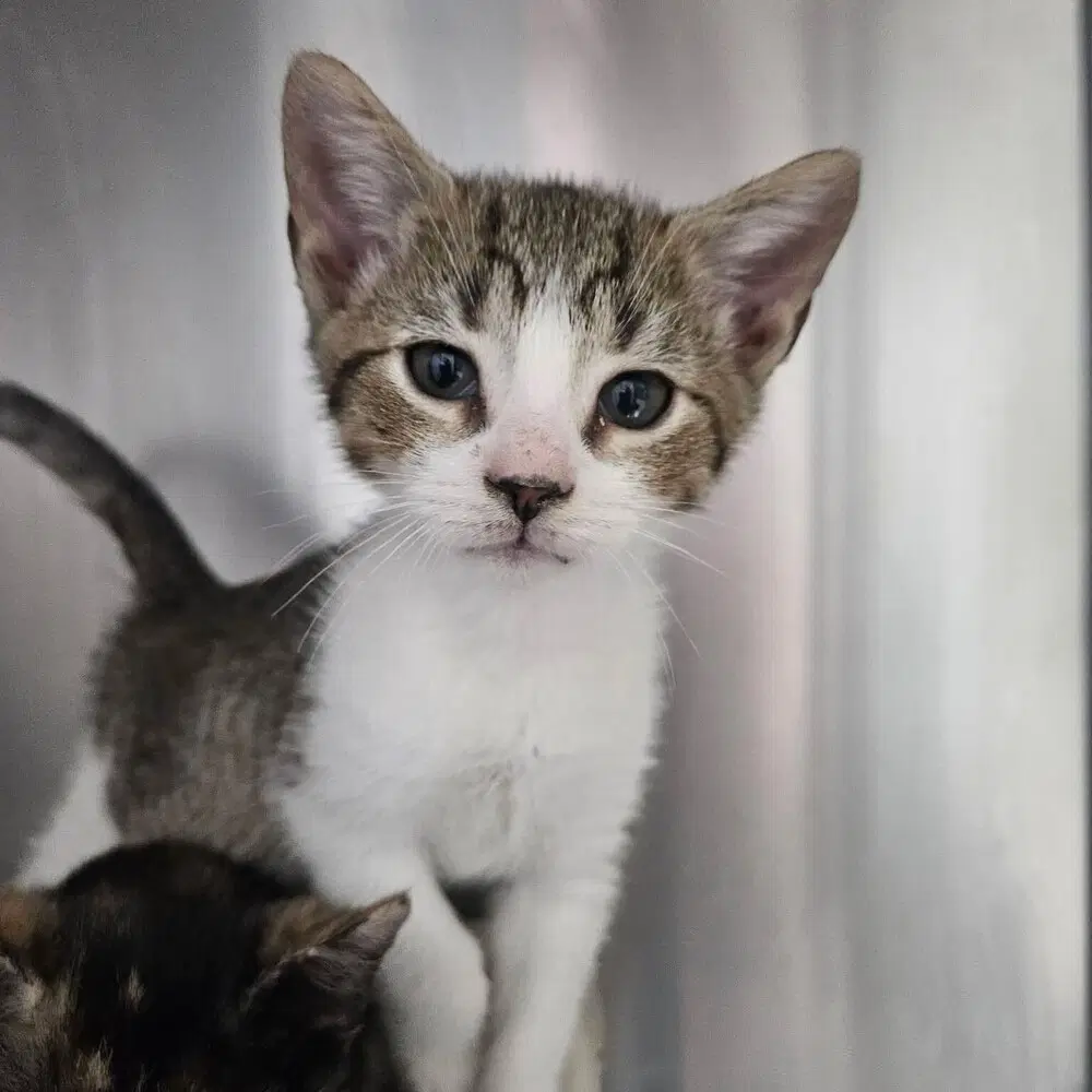 Spades - Domestic Short Hair