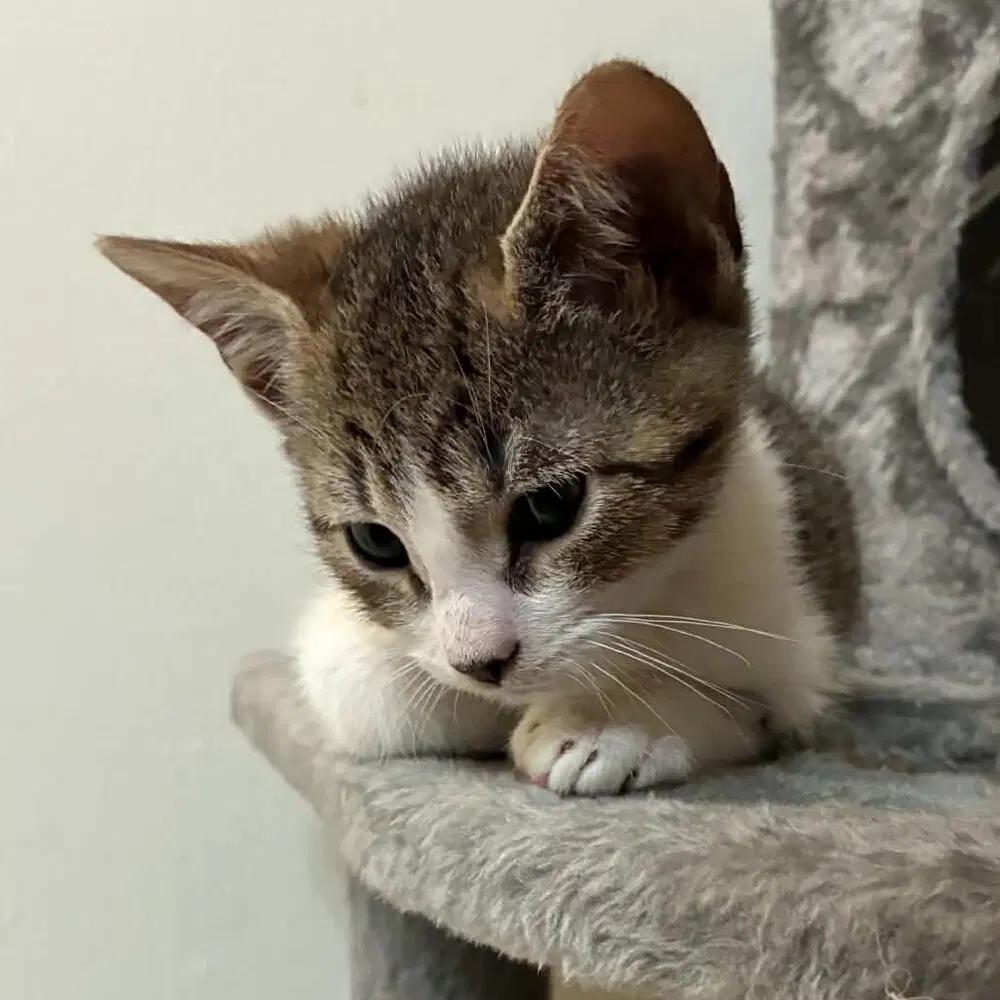 Spades - Domestic Short Hair