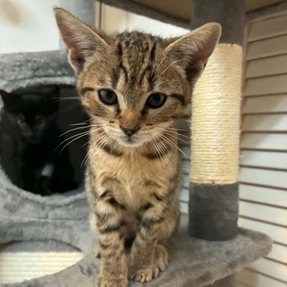 Uno - Domestic Short Hair