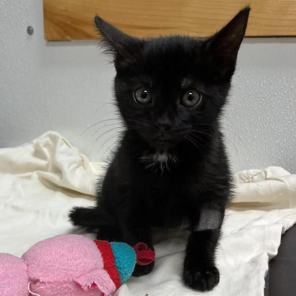 Rummy - Domestic Short Hair