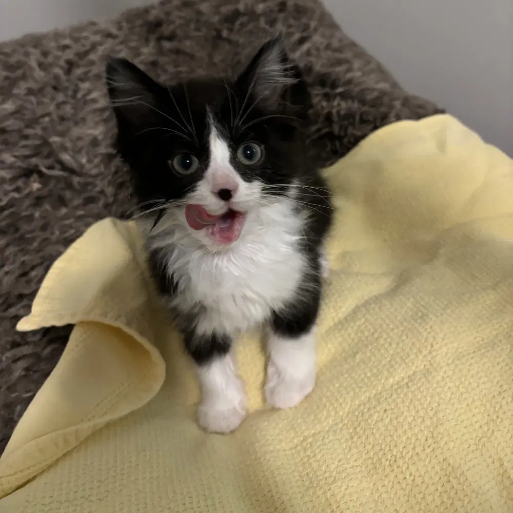 Jonagold - Domestic Medium Hair