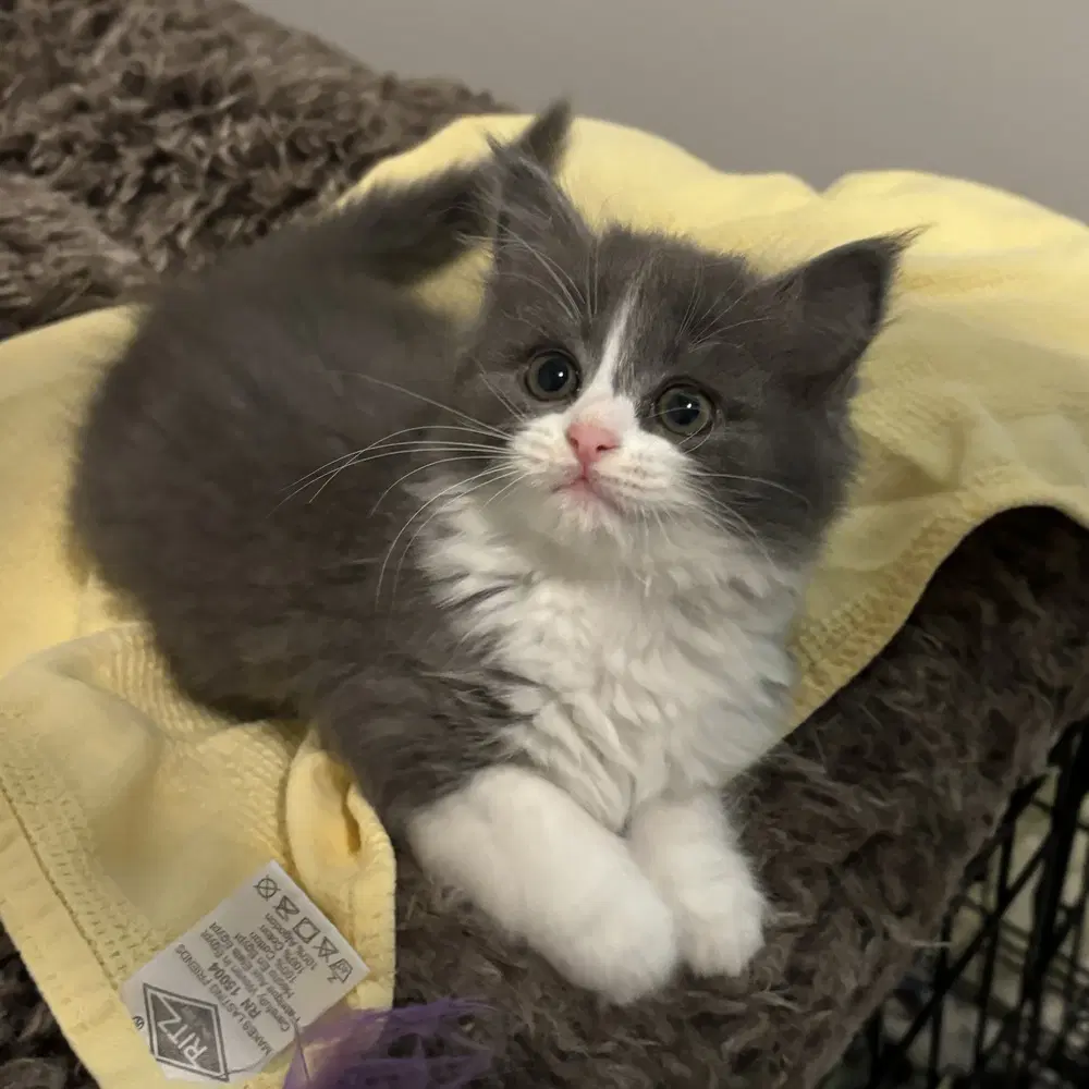 Ambrosia - Domestic Medium Hair