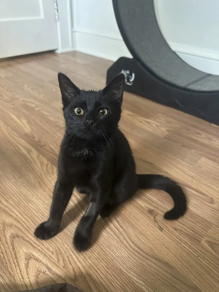 Yazid - Domestic Short Hair