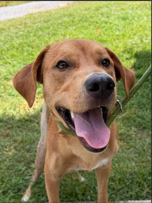 Pumpkin, a dog for adoption from Mountain Pet Rescue Asheville