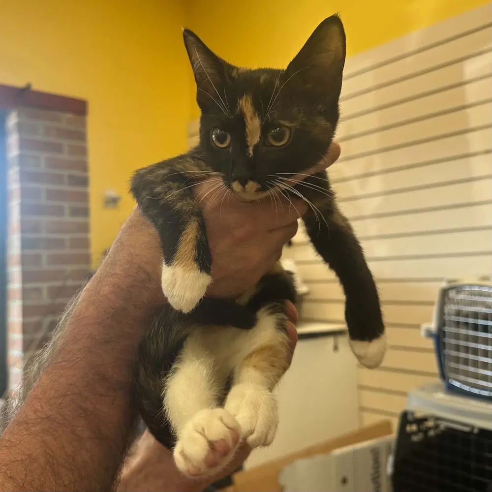 Ukiah - Domestic Short Hair