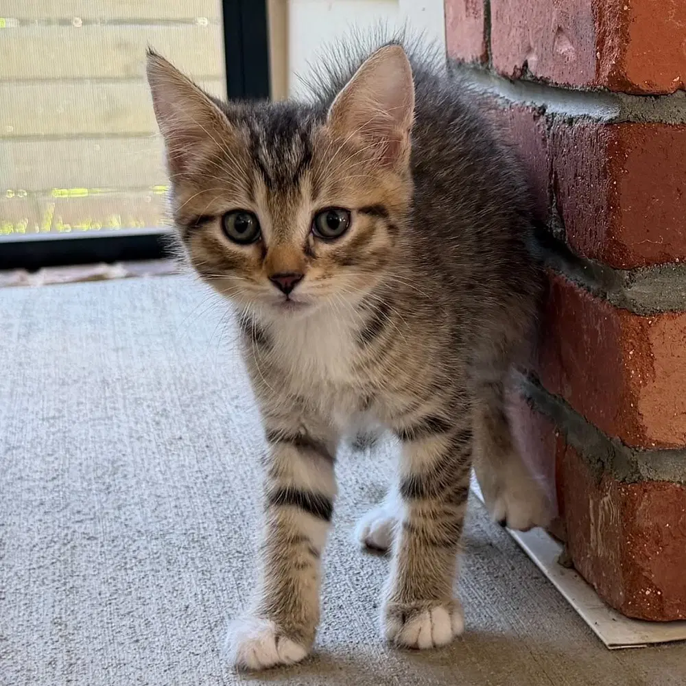 Odwalla - Domestic Short Hair