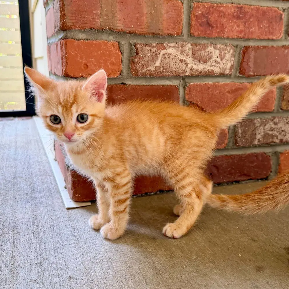 Sunny D - Domestic Short Hair
