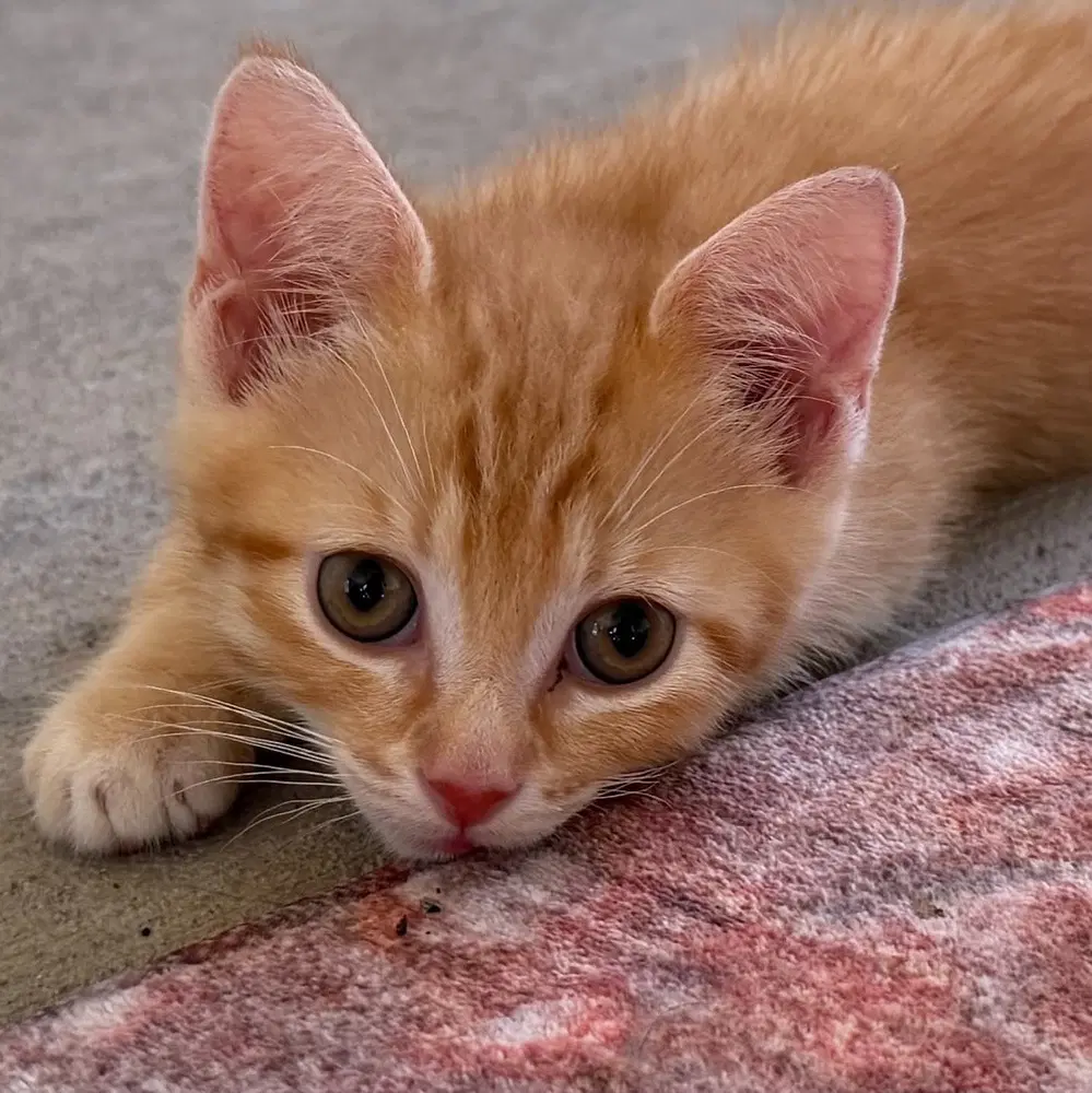 Minute Maid - Domestic Short Hair