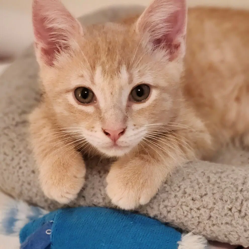 Obie - Domestic Short Hair