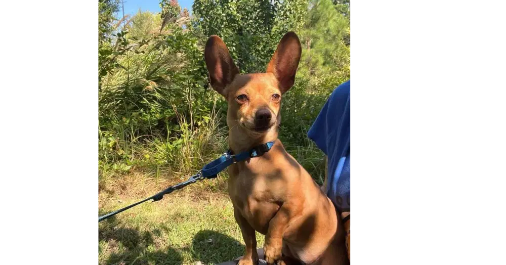 Itzel - Terrier