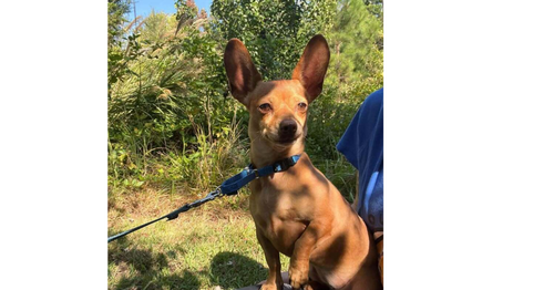 Itzel, a dog for adoption from Mountain Pet Rescue Asheville